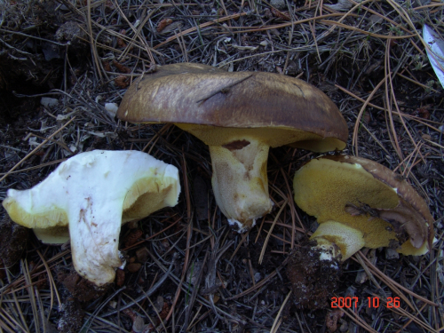 Suillus-collinitus-Fr.-Kuntze-DSC04963
