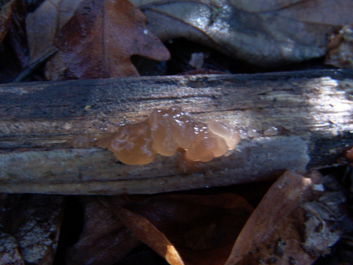 Tremella-foliacea-Pers.-DSC03154