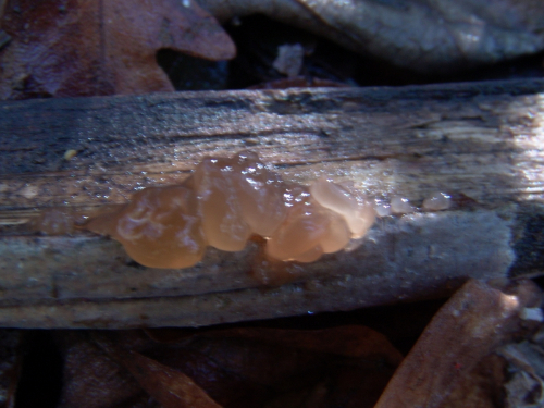 Tremella-foliacea-Pers.-DSC03155