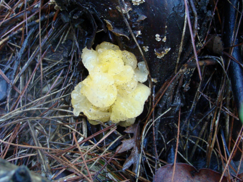 Tremella-mesenterica-Schaeff.-DSC00437