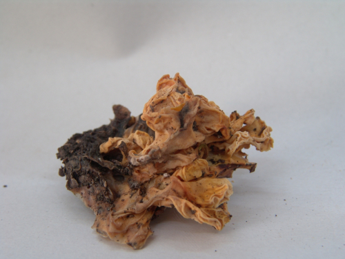 Tremella-mesenterica-Schaeff.-DSC02440