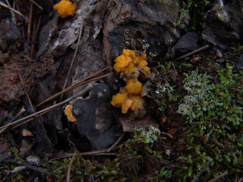 Tremella-mesenterica-Schaeff.-DSC03109