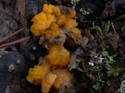 Tremella-mesenterica-Schaeff.-DSC03110