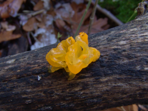 Tremella-mesenterica-Schaeff.-DSC03191