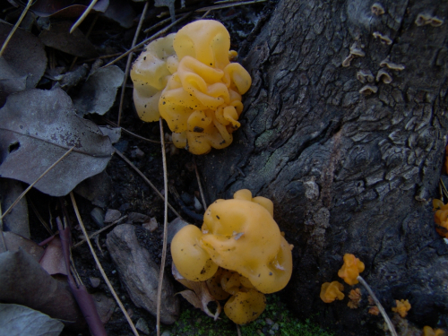 Tremella-mesenterica-Schaeff.-DSC03224