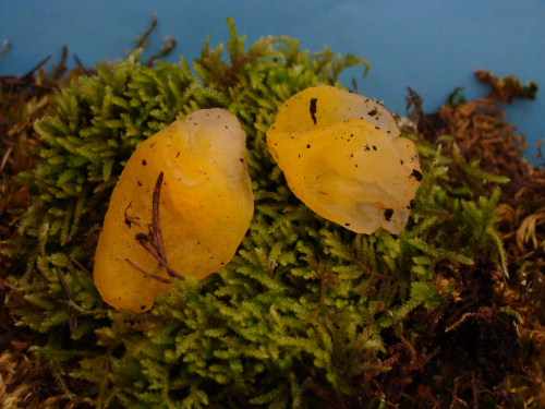 Tremella-mesenterica-Schaeff.-DSC04184