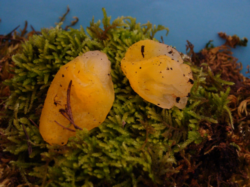 Tremella-mesenterica-Schaeff.-DSC04185