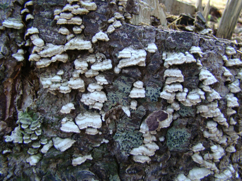 Trichaptum-abietinum-Dicks.-Ryvarden-DSC01280