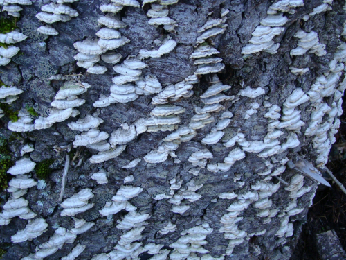 Trichaptum-abietinum-Dicks.-Ryvarden-DSC01281
