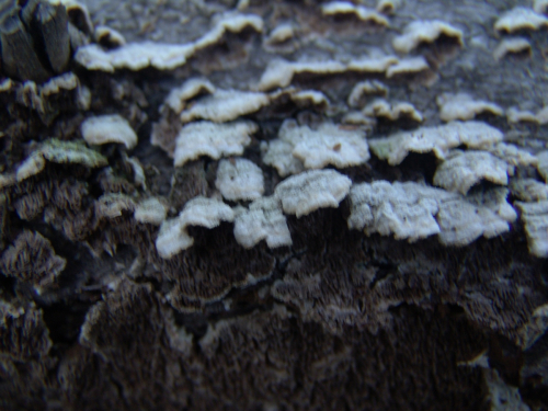 Trichaptum-abietinum-Dicks.-Ryvarden-DSC03316