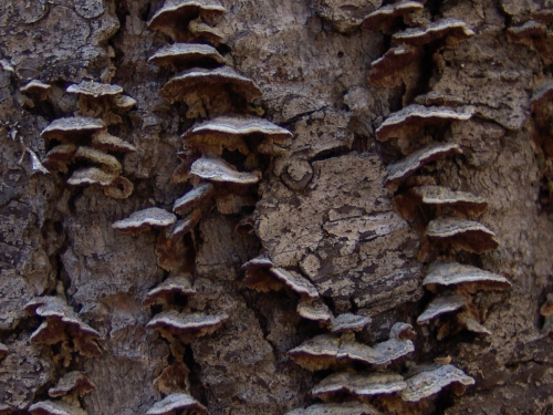 Trichaptum-abietinum-Dicks.-Ryvarden-DSC05090