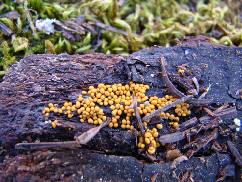 Trichia-varia-Pers.-Pers.-DSC00275