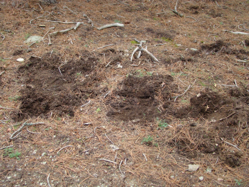 Tricholoma-anatolicum-Dogan-Intini-DSC02853