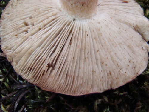 Tricholoma-cedretorum-Bon-A.-Riva-var.-cedretorum-DSC03530