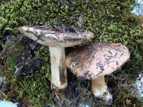 Tricholoma-cedretorum-Bon-A.-Riva-var.-cedretorum-DSC03531