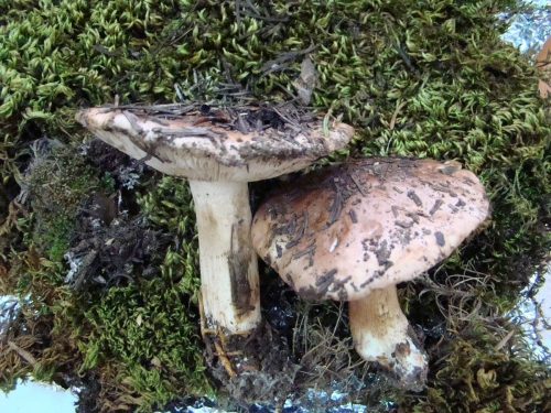 Tricholoma-cedretorum-Bon-A.-Riva-var.-cedretorum-DSC03532