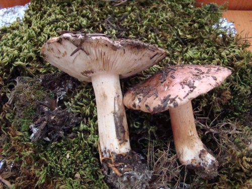 Tricholoma-cedretorum-Bon-A.-Riva-var.-cedretorum-DSC03533