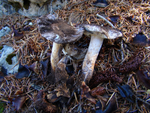 Tricholoma-cedretorum-Bon-A.-Riva-var.-cedretorum-DSC03760