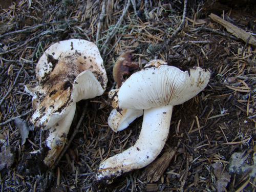 Tricholoma-cedretorum-Bon-A.-Riva-var.-cedretorum-DSC03874