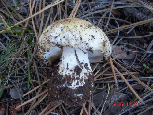 Tricholoma-cedretorum-Bon-A.-Riva-var.-cedretorum-DSC04922