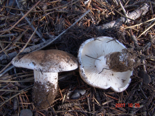 Tricholoma-cedretorum-Bon-A.-Riva-var.-cedretorum-DSC04923