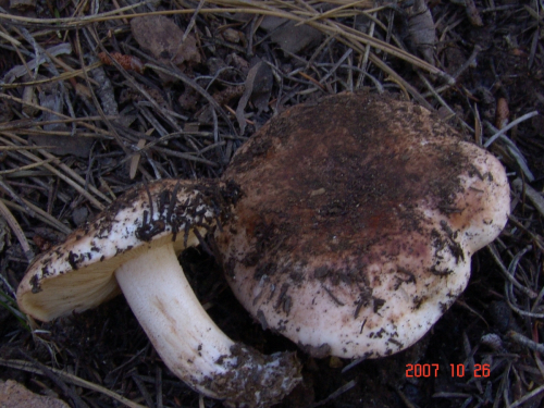 Tricholoma-cedretorum-Bon-A.-Riva-var.-cedretorum-DSC04928