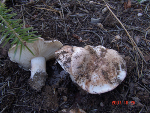 Tricholoma-cedretorum-Bon-A.-Riva-var.-cedretorum-DSC04929