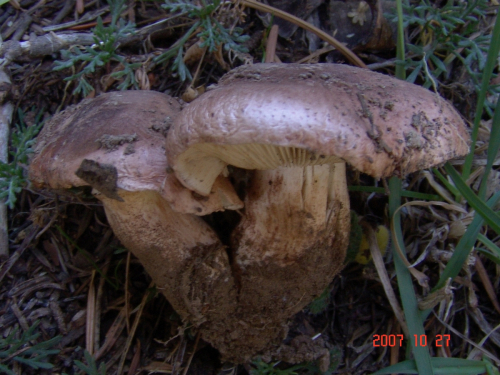Tricholoma-cedretorum-Bon-A.-Riva-var.-cedretorum-DSC05020