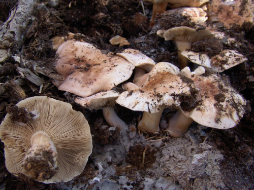 Tricholoma-cedretorum-Bon-A.-Riva-var.cedretorum-DSC03270