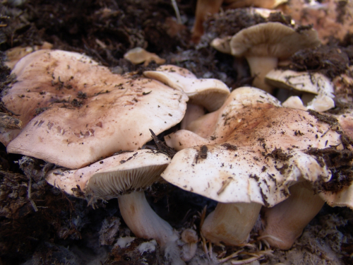 Tricholoma-cedretorum-Bon-A.-Riva-var.cedretorum-DSC03271