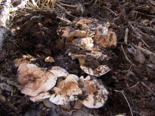 Tricholoma-cedretorum-Bon-A.-Riva-var.cedretorum-DSC03272
