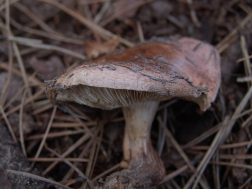 Tricholoma-cedretorum-Bon-A.-Riva-var.cedretorum-DSC03388