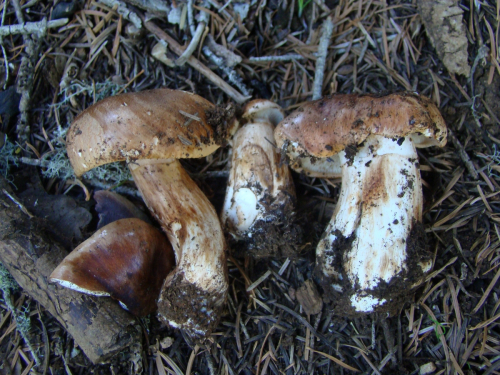 Tricholoma-colossus-Fr.-Quel.-DSC03590