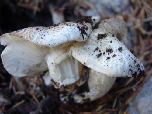 Tricholoma-columbetta-Fr.-P.-Kumm.-DSC01883