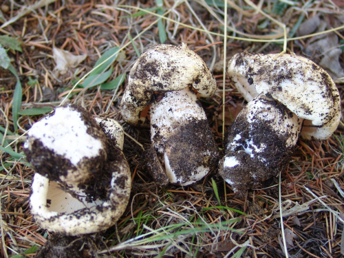 Tricholoma-columbetta-Fr.-P.-Kumm.-DSC01939