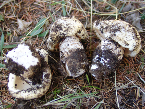 Tricholoma-columbetta-Fr.-P.-Kumm.-DSC01940