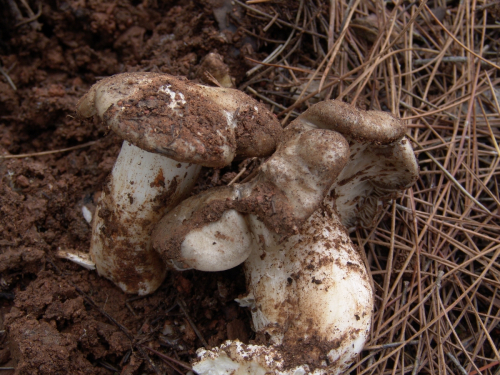 Tricholoma-columbetta-Fr.-P.-Kumm.-DSC03100