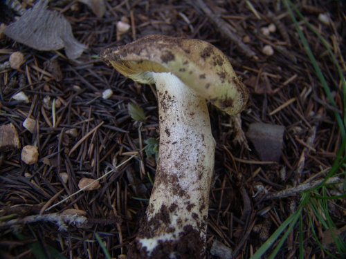 Tricholoma-equestre-L.-P.-Kumm.-var.-equestre-DSC03279