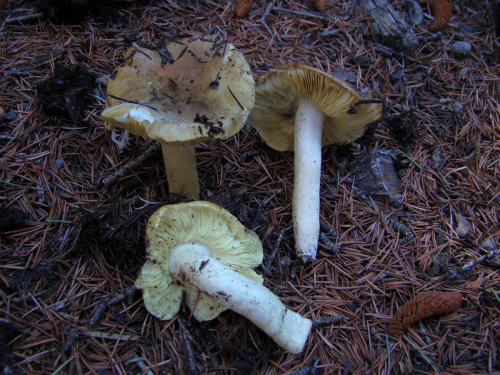 Tricholoma-equestre-L.-P.-Kumm.-var.-equestre-DSC03887