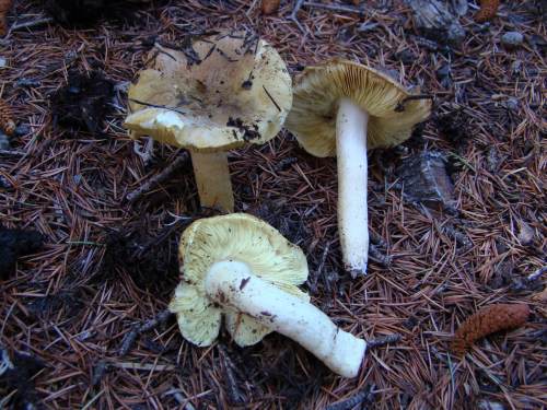 Tricholoma-equestre-L.-P.-Kumm.-var.-equestre-DSC03888