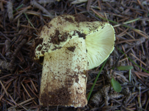Tricholoma-equestre-equestre-L.-P.-Kumm.-var.-equestre-DSC03281