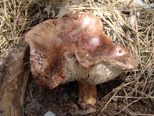 Tricholoma-fracticum-Britzelm.-Kreisel-2