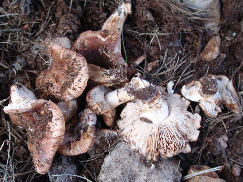 Tricholoma-fracticum-Britzelm.-Kreisel-DSC02276