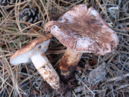 Tricholoma-fracticum-Britzelm.-Kreisel-DSC02277