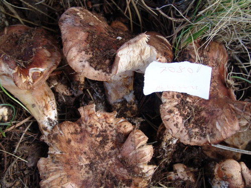 Tricholoma-fracticum-Britzelm.-Kreisel-DSC02278