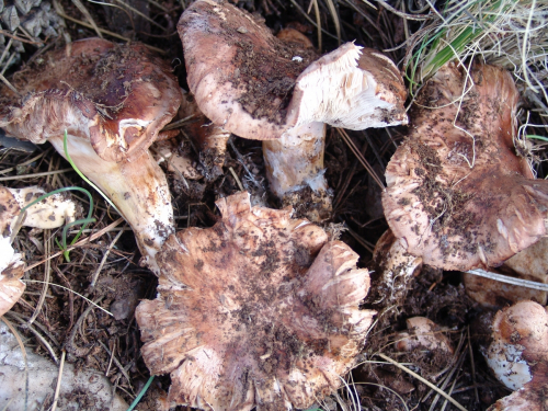 Tricholoma-fracticum-Britzelm.-Kreisel-DSC02279