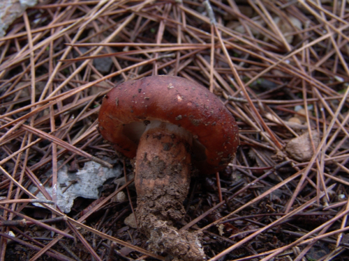 Tricholoma-fracticum-Britzelm.-Kreisel-DSC03079