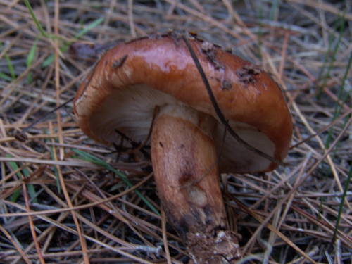 Tricholoma-fracticum-Britzelm.-Kreisel-DSC03128