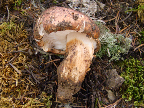 Tricholoma-fracticum-Britzelm.-Kreisel-DSC03478
