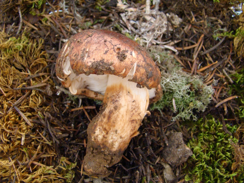 Tricholoma-fracticum-Britzelm.-Kreisel-DSC03479
